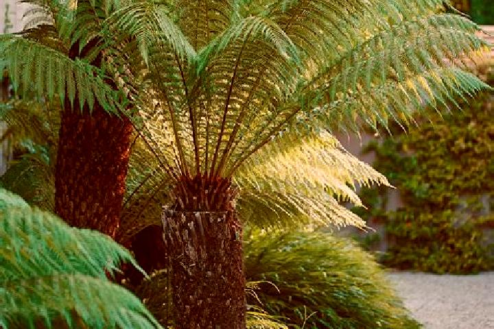 escort Fern Tree