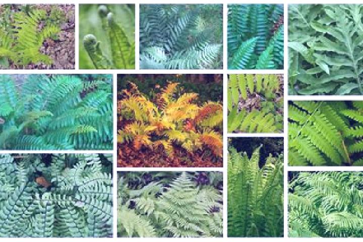 escort Ferns