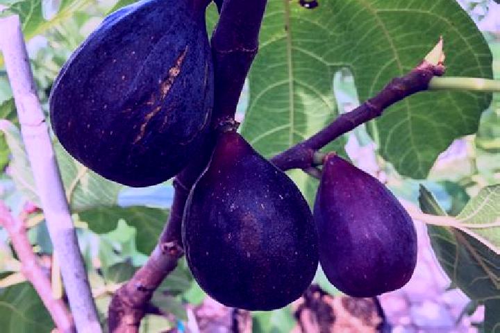 escort Fig Tree
