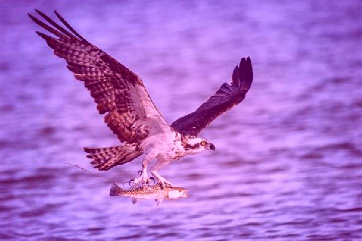 escort Fish Hawk
