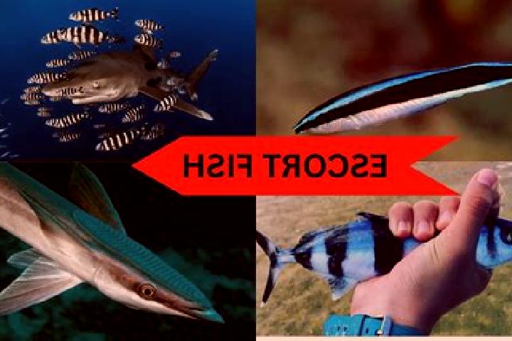 escort Fish Springs