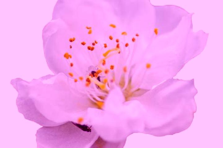 escort Flor Blanca
