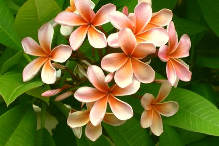 escort Flor de Mayo