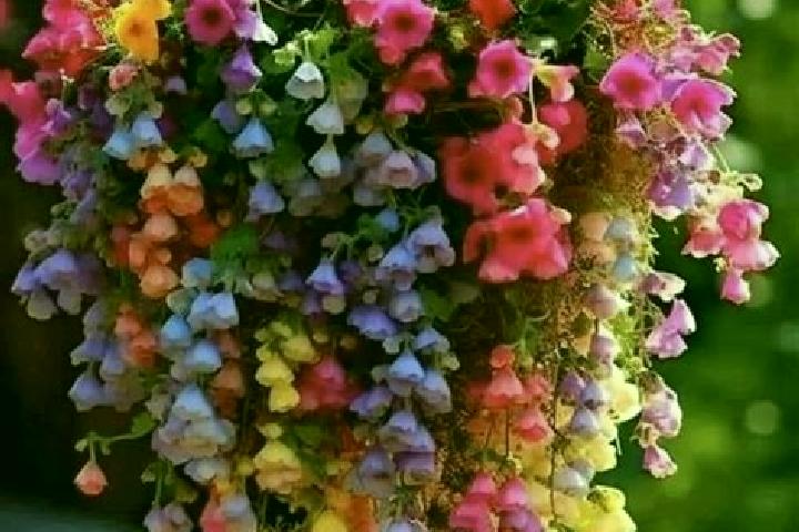 escort Flores de Begona