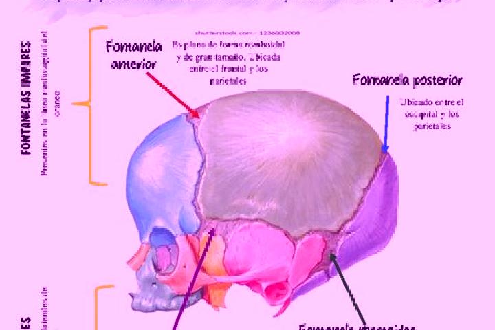 escort Fontanelas