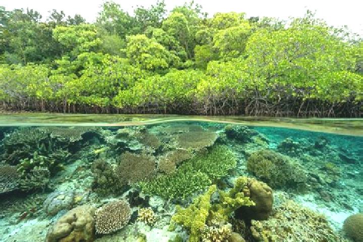 escort Forest Reefs