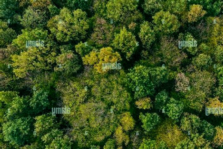 escort Forest View