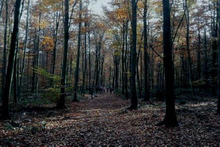 escort Foret