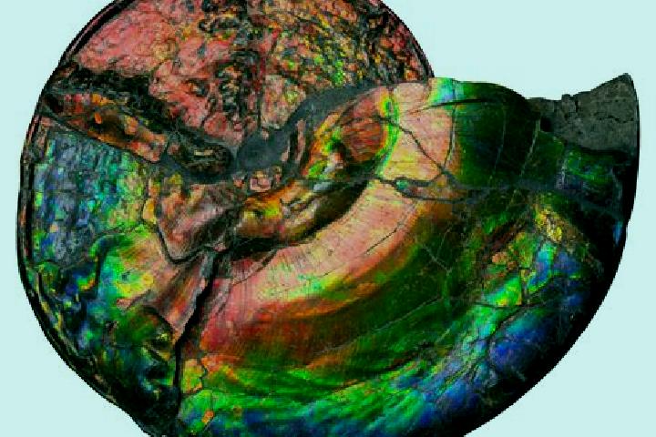 escort Fossil