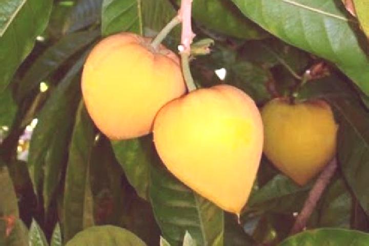 escort Fruta de Leite