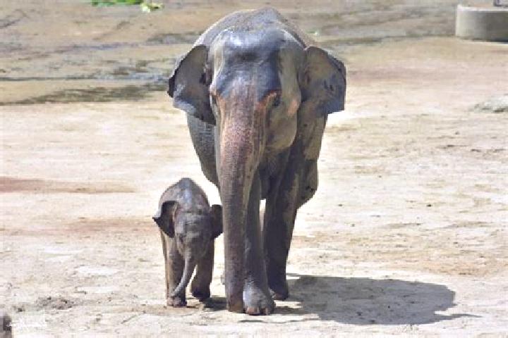 escort Gajah