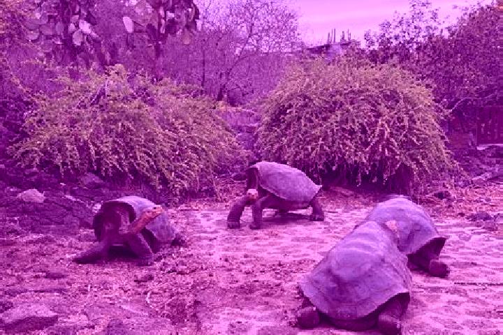 escort Galapagos
