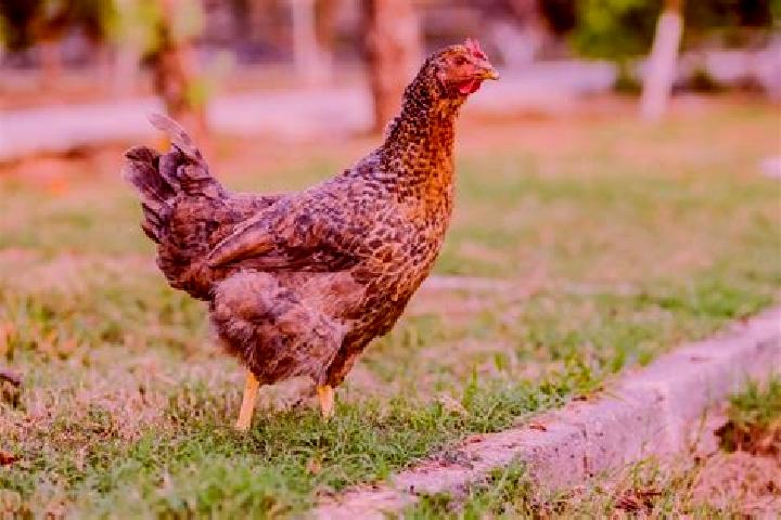 escort Gallina