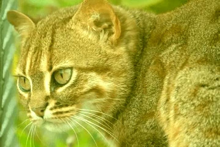 escort Gato Colorado