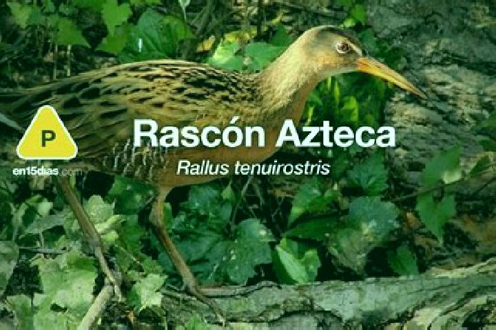 escort General Lauro G. Caloca (El Rascon)