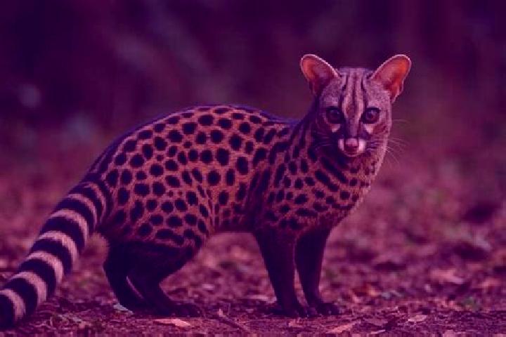 escort Genet