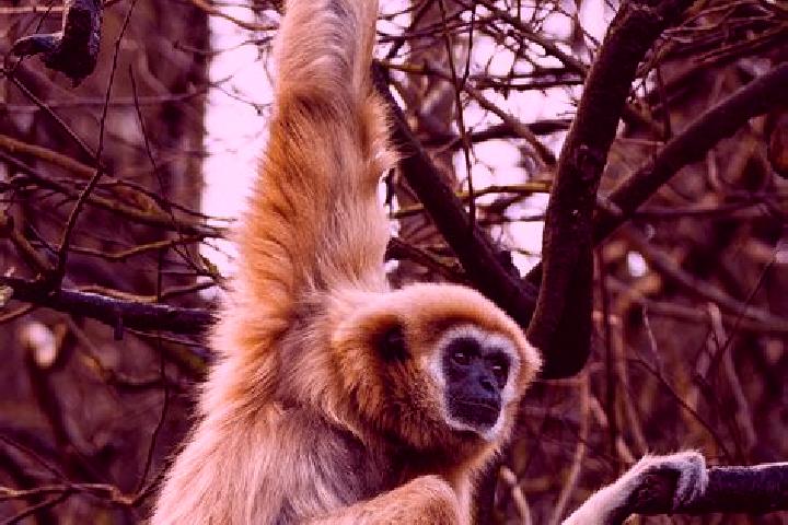escort Gibbon
