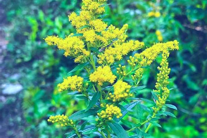 escort Goldenrod