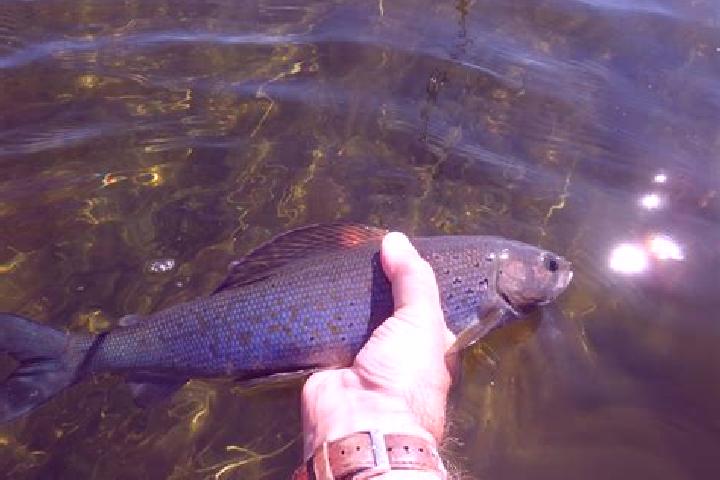 escort Grayling
