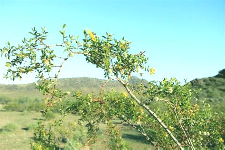 escort Greasewood