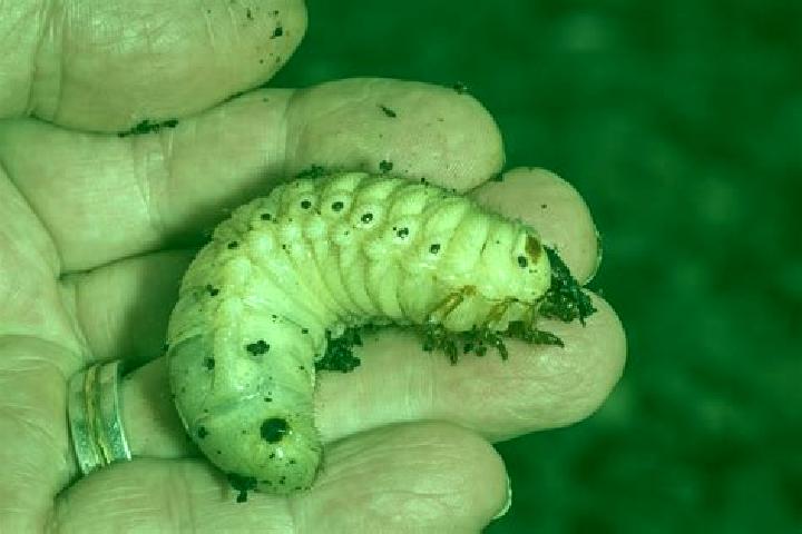 escort Grub