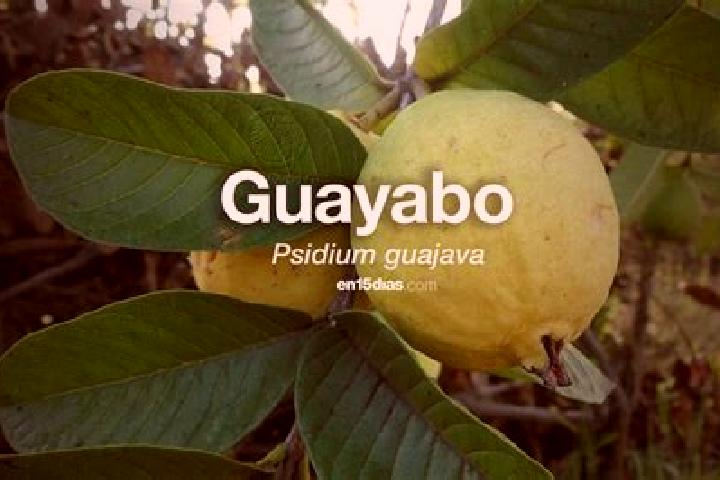 escort Guayabo de Santa Rita