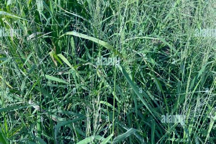 escort Guinea Grass