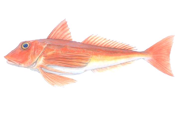escort Gurnard