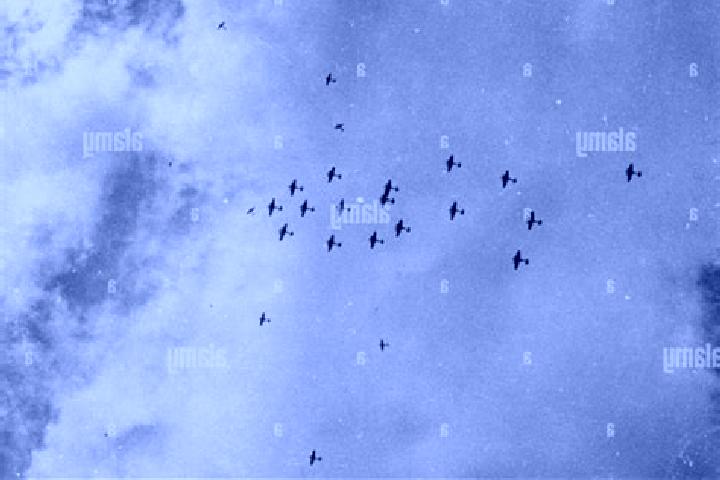 escort Hawker