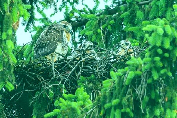 escort Hawks Nest