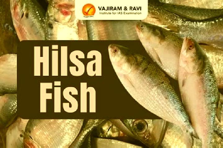 escort Hilsa