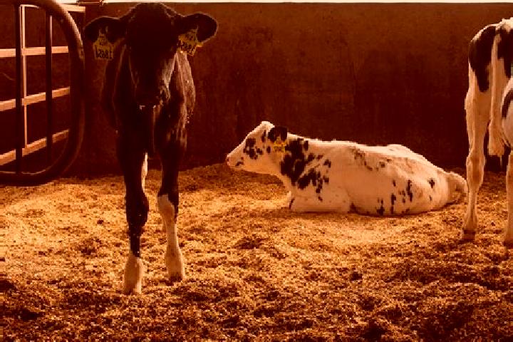 escort Holstein