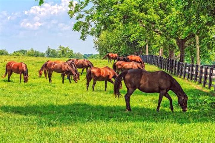 escort Horse Pasture