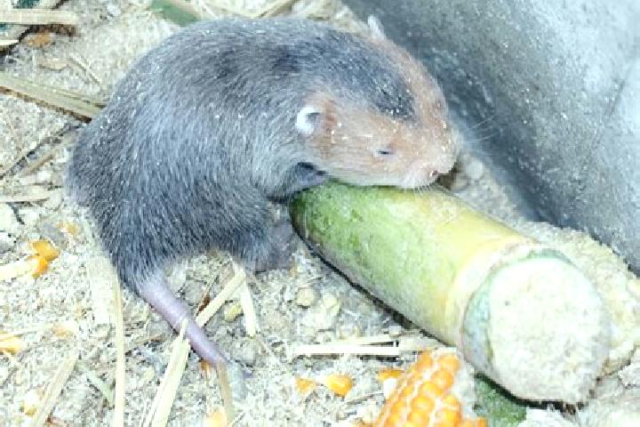 escort Huai Rat