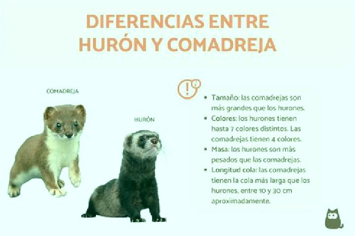escort Hurones