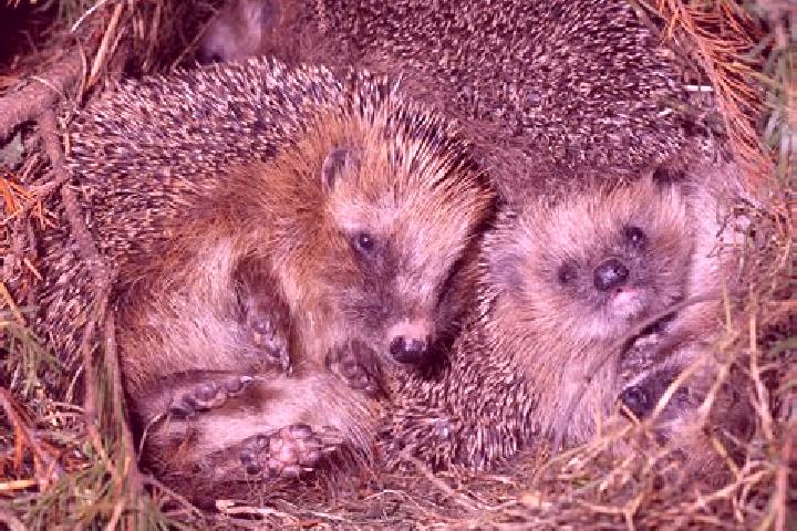 escort Igel