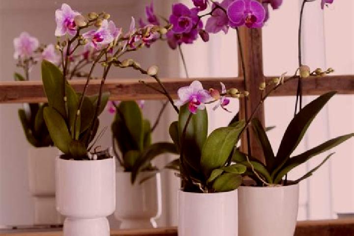 escort Infonavit Orquideas