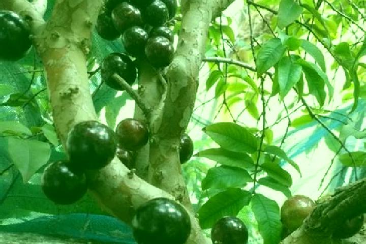 escort Jaboticaba