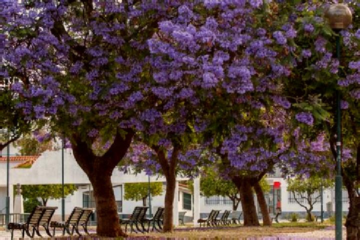 escort Jacarandas