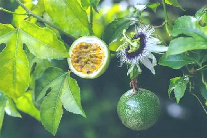 escort Jobchenon (La Granadilla)
