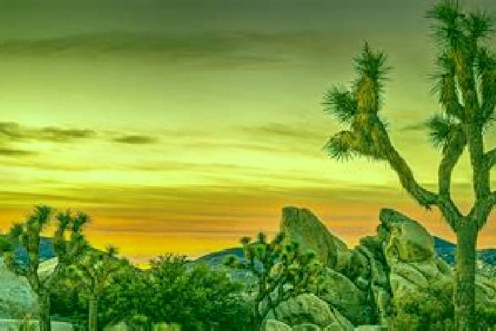 escort Joshua Tree