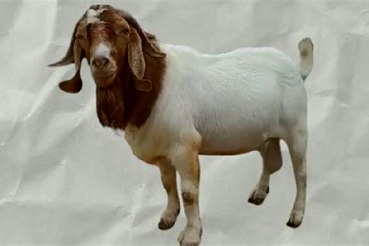 escort Kambing
