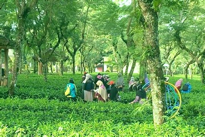 escort Kampung Teh