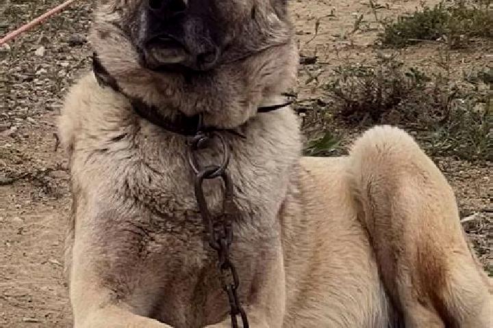 escort Kangal