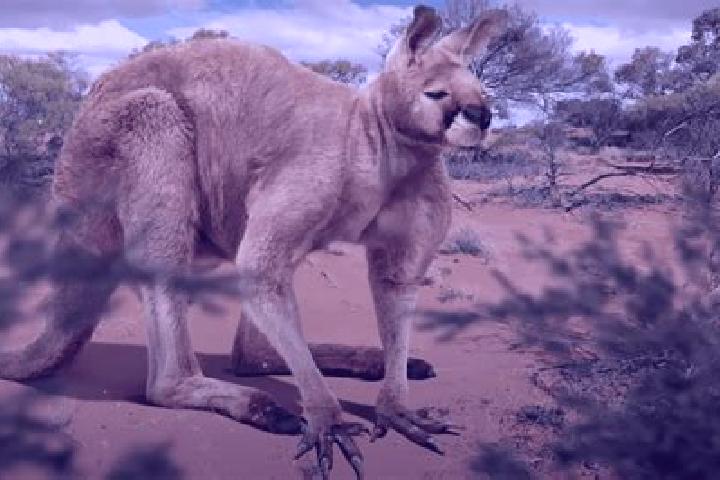 escort Kangaroo Ground