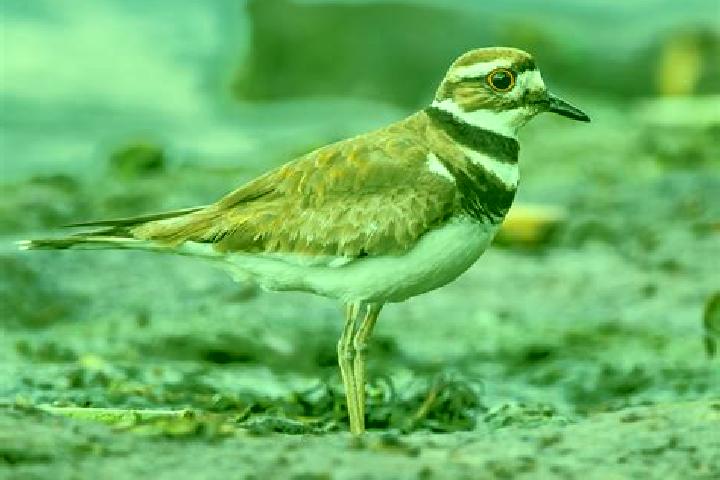 escort Killdeer