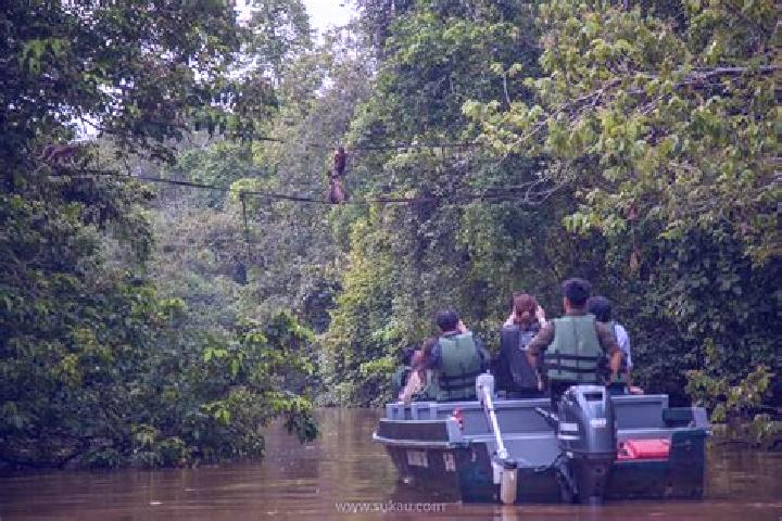 escort Kinabatangan