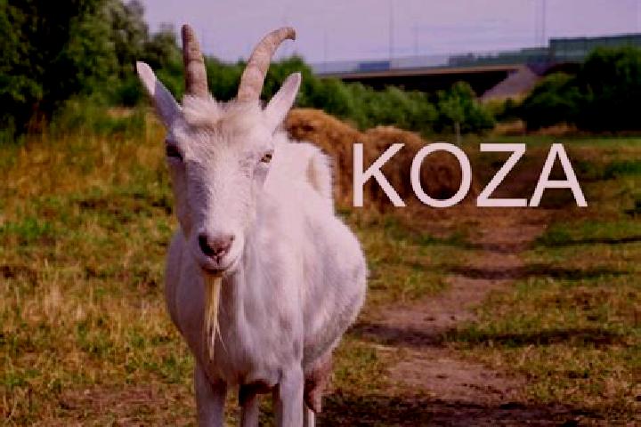 escort Koza