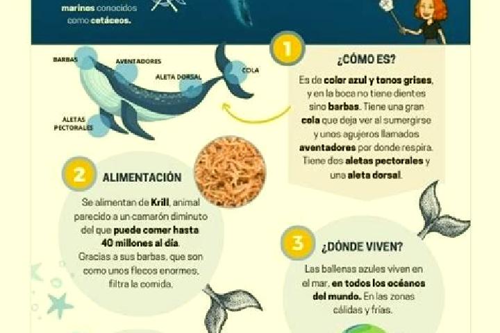 escort La Ballena