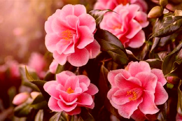 escort La Camelia